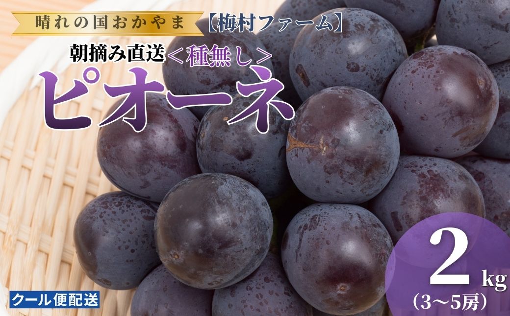 【2026年発送 先行予約】【梅村ファーム】朝摘み直送 ピオーネ（3～5房入り 約2.0kg）