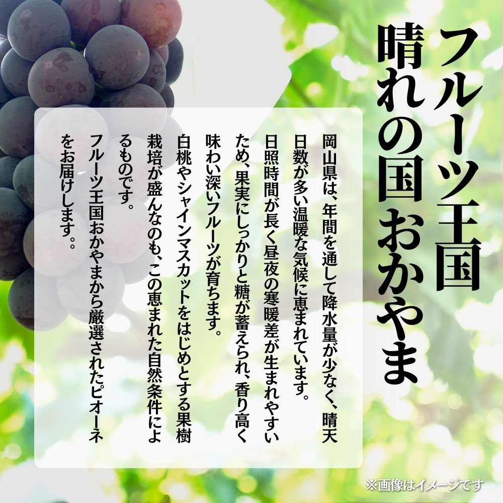 【2026年発送 先行予約】【梅村ファーム】朝摘み直送 ピオーネ（3～5房入り 約2.0kg）