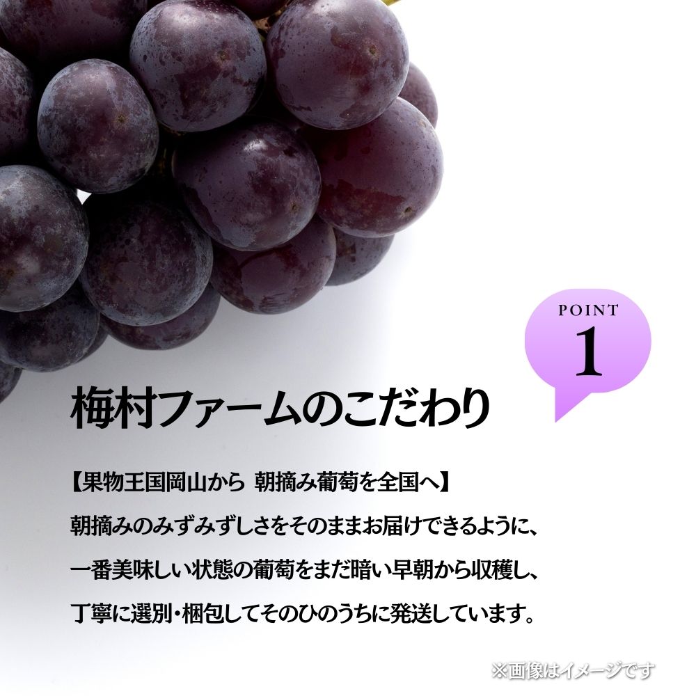 【2026年発送 先行予約】【梅村ファーム】朝摘み直送 ピオーネ（3～5房入り 約2.0kg）