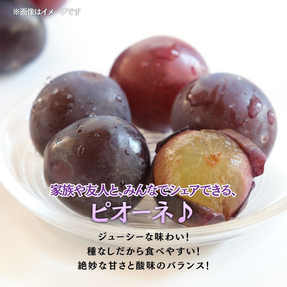 【2026年発送 先行予約】【梅村ファーム】朝摘み直送 ピオーネ（3～5房入り 約2.0kg）