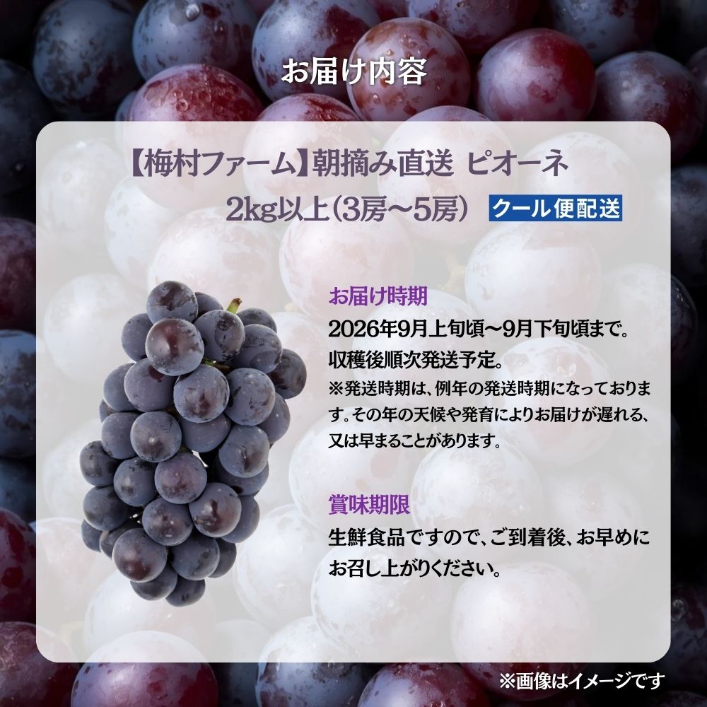 【2026年発送 先行予約】【梅村ファーム】朝摘み直送 ピオーネ（3～5房入り 約2.0kg）