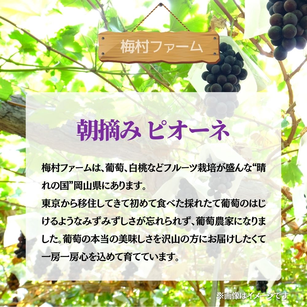 【2026年発送 先行予約】【梅村ファーム】朝摘み直送 ピオーネ（2房入り 1.1kg以上）