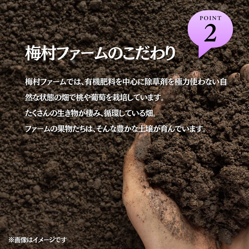 【2026年発送 先行予約】【梅村ファーム】朝摘み直送 ピオーネ（2房入り 1.1kg以上）