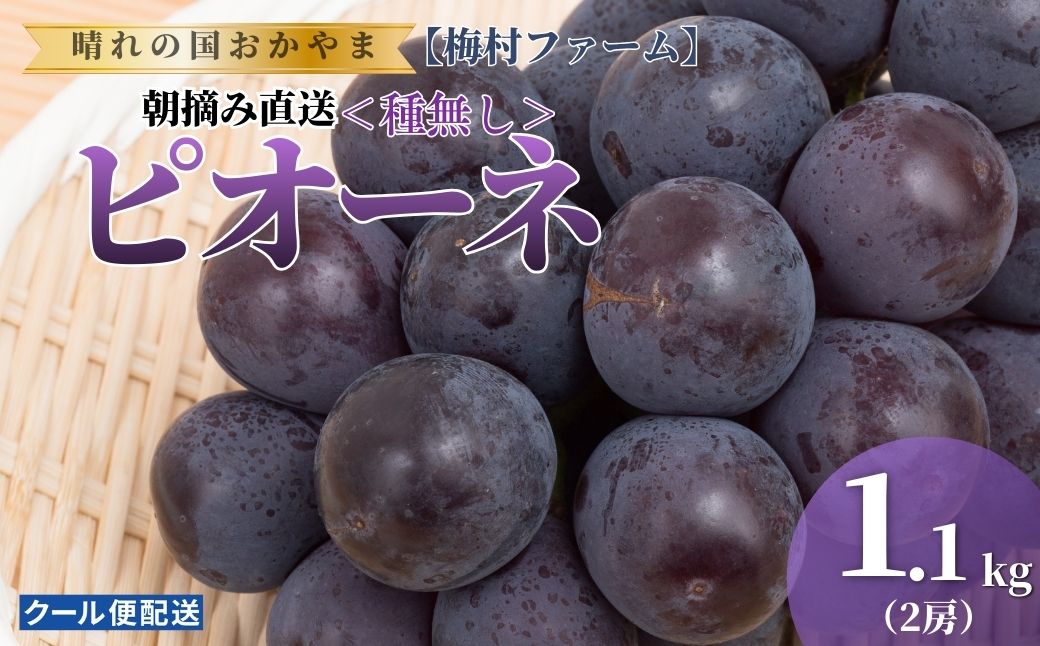 【2026年発送 先行予約】【梅村ファーム】朝摘み直送 ピオーネ（2房入り 1.1kg以上）