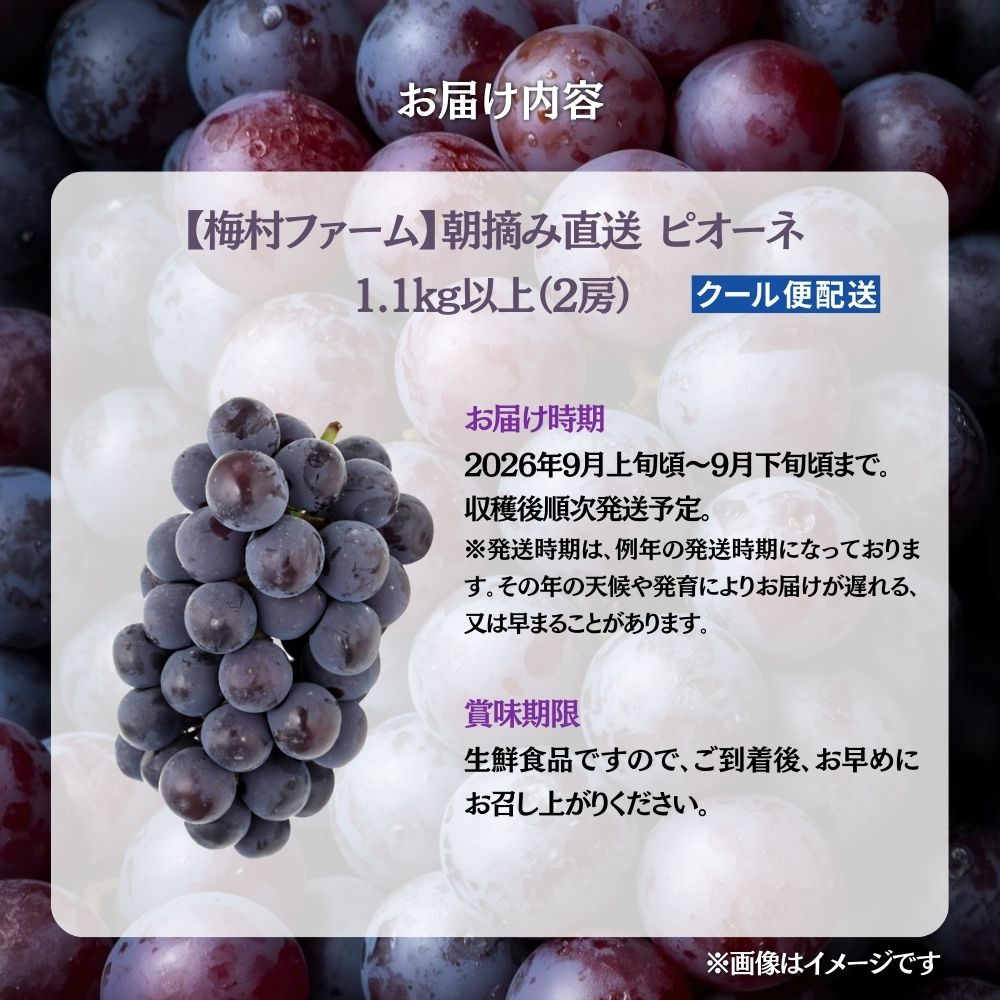 【2026年発送 先行予約】【梅村ファーム】朝摘み直送 ピオーネ（2房入り 1.1kg以上）