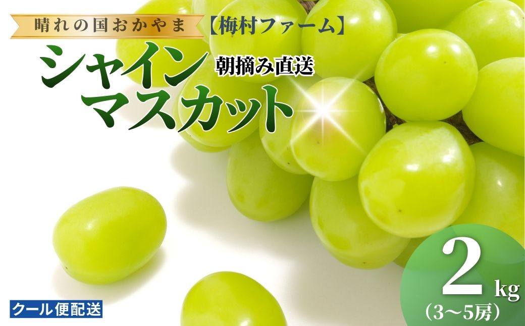 【2026年発送 先行予約】【梅村ファーム】朝摘み直送 シャインマスカット（3～5房入り 約2.0kg）