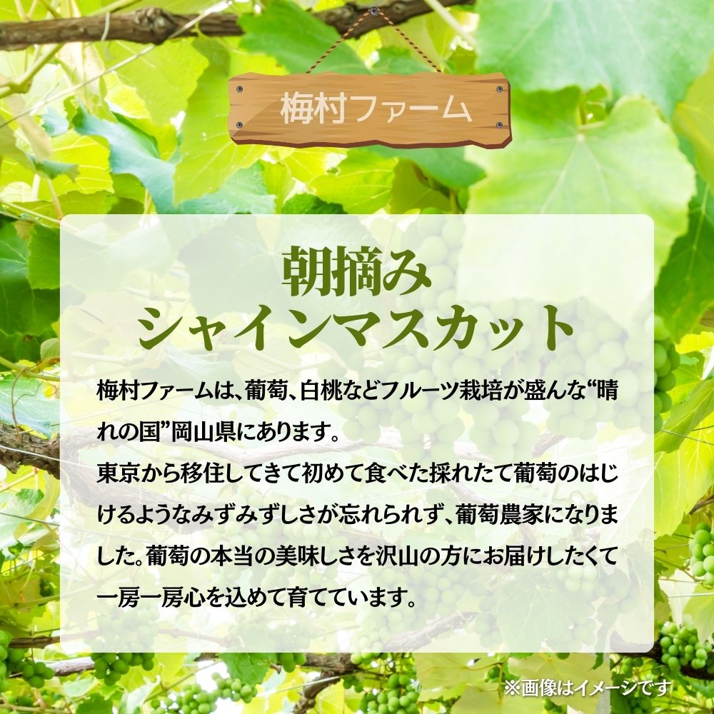 【2026年発送 先行予約】【梅村ファーム】朝摘み直送 シャインマスカット（3～5房入り 約2.0kg）