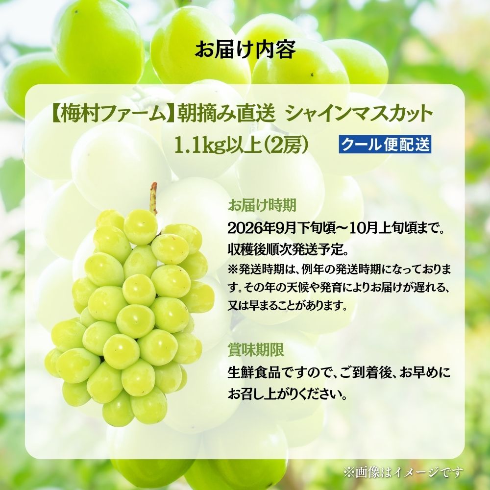 【2026年発送 先行予約】【梅村ファーム】朝摘み直送 シャインマスカット（2房入り 1.1kg以上）