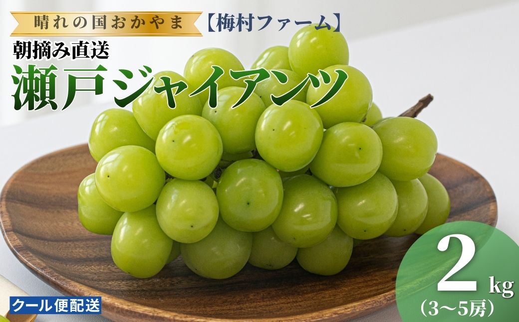 【2026年発送 先行予約】【梅村ファーム】朝摘み直送 瀬戸ジャイアンツ（3～5房入り 約2.0kg）