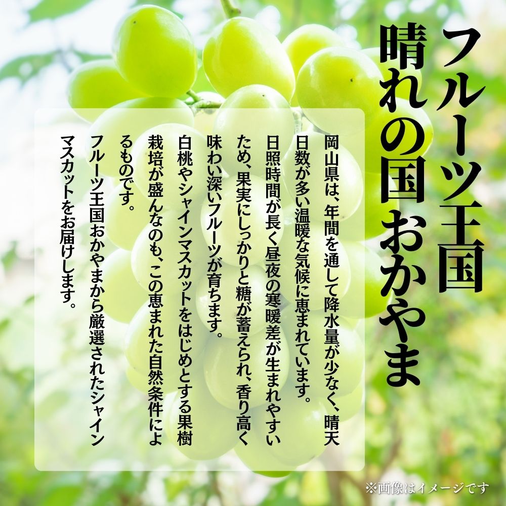 【2026年発送 先行予約】【梅村ファーム】朝摘み直送 瀬戸ジャイアンツ（3～5房入り 約2.0kg）