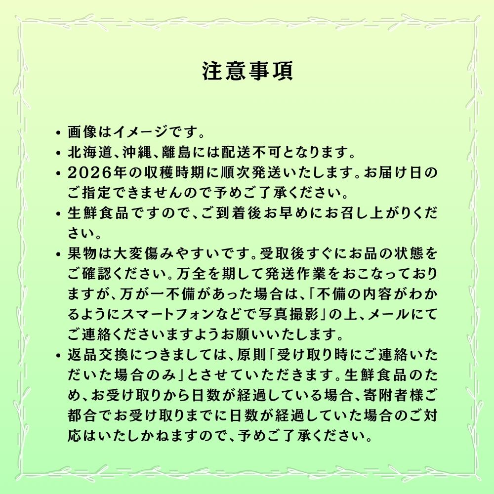【2026年発送 先行予約】【梅村ファーム】朝摘み直送 瀬戸ジャイアンツ（3～5房入り 約2.0kg）