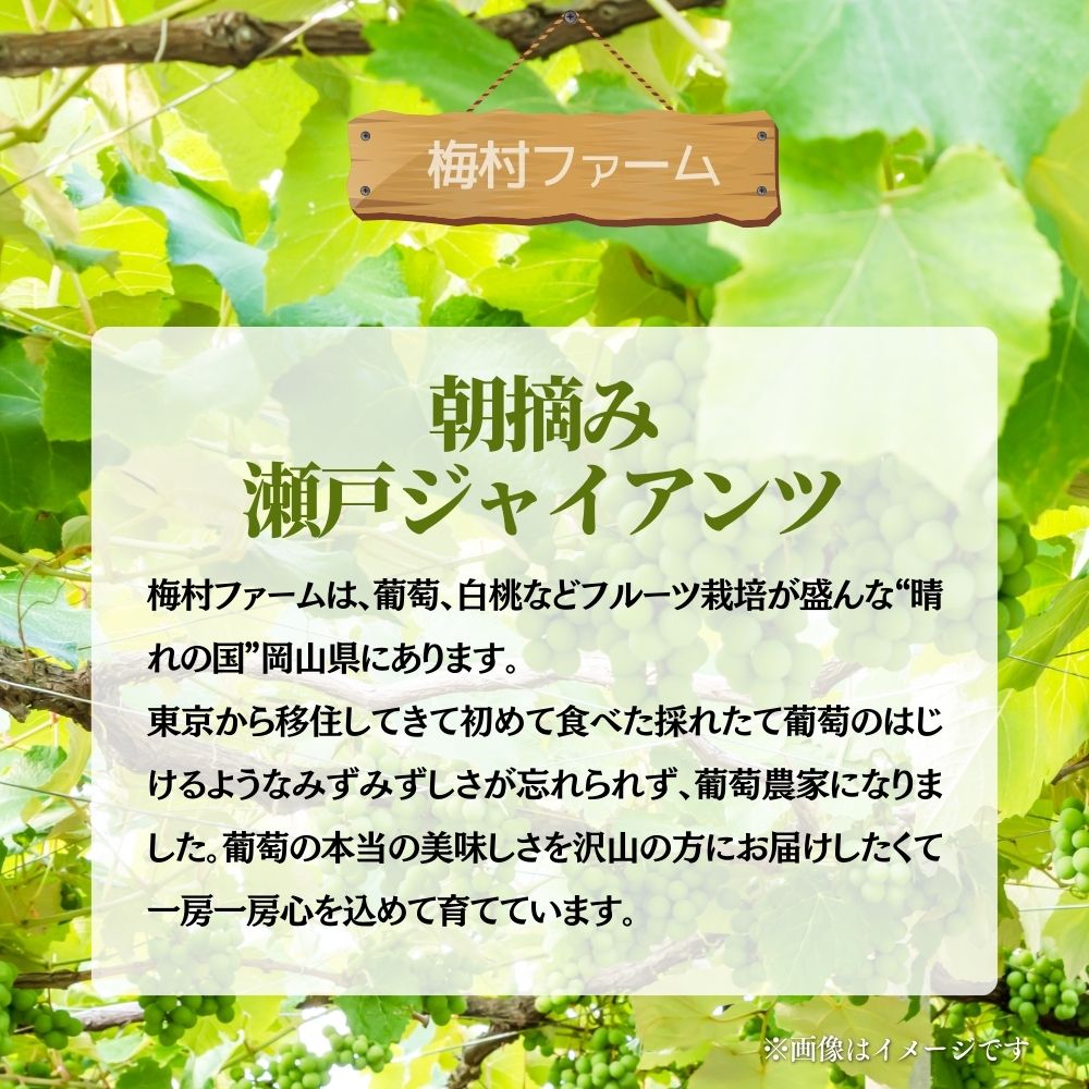 【2026年発送 先行予約】【梅村ファーム】朝摘み直送 瀬戸ジャイアンツ（2房入り 1.1kg以上）