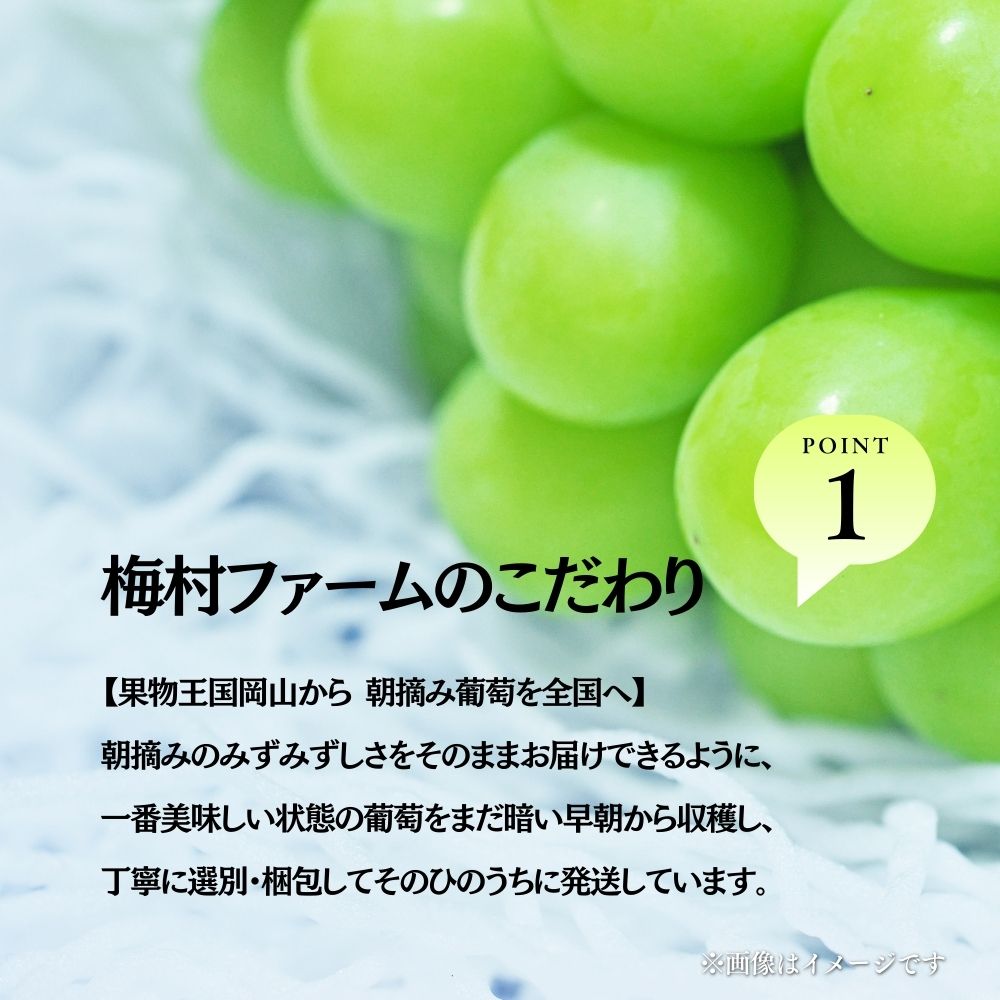 【2026年発送 先行予約】【梅村ファーム】朝摘み直送 瀬戸ジャイアンツ（2房入り 1.1kg以上）