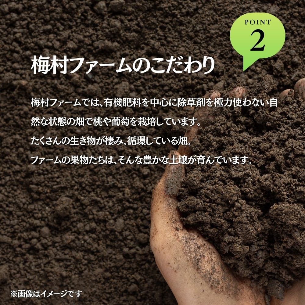 【2026年発送 先行予約】【梅村ファーム】朝摘み直送 瀬戸ジャイアンツ（2房入り 1.1kg以上）
