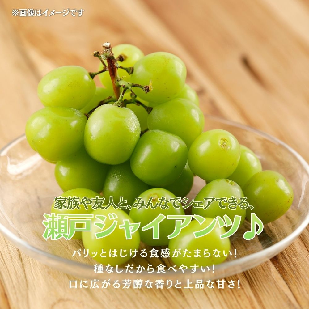 【2026年発送 先行予約】【梅村ファーム】朝摘み直送 瀬戸ジャイアンツ（2房入り 1.1kg以上）