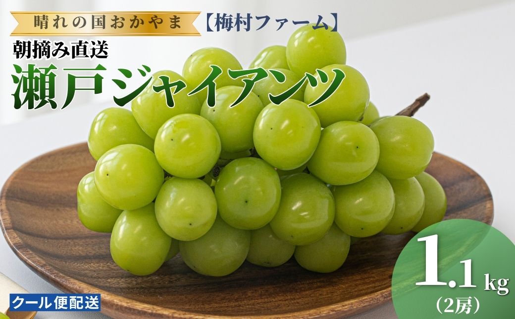 【2026年発送 先行予約】【梅村ファーム】朝摘み直送 瀬戸ジャイアンツ（2房入り 1.1kg以上）