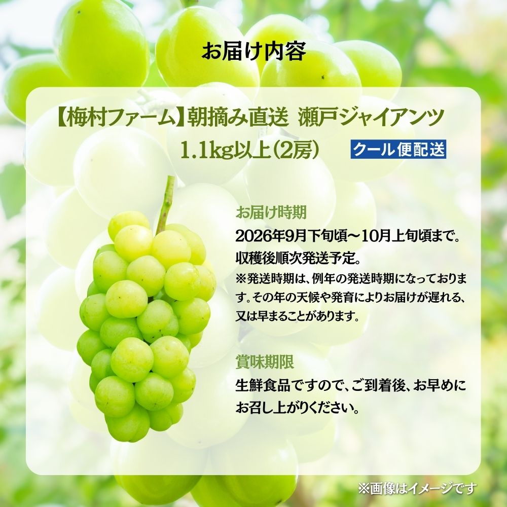 【2026年発送 先行予約】【梅村ファーム】朝摘み直送 瀬戸ジャイアンツ（2房入り 1.1kg以上）