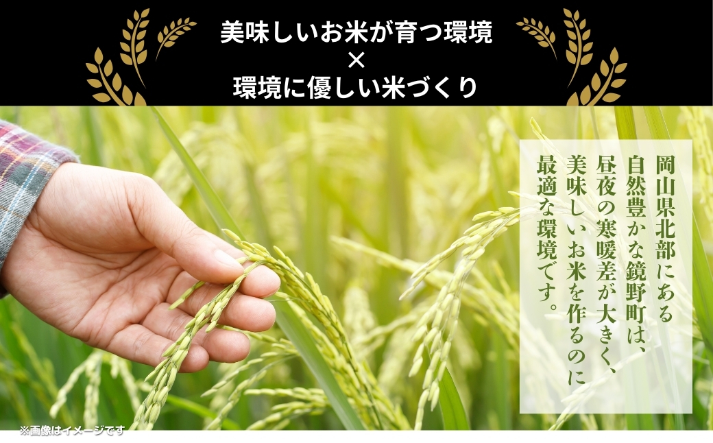 令和７年産 鏡野町産 きぬむすめ 精米10kg（5kg×2袋）