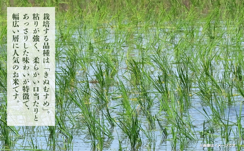 令和７年産 鏡野町産 きぬむすめ 精米5kg（5kg×1袋）