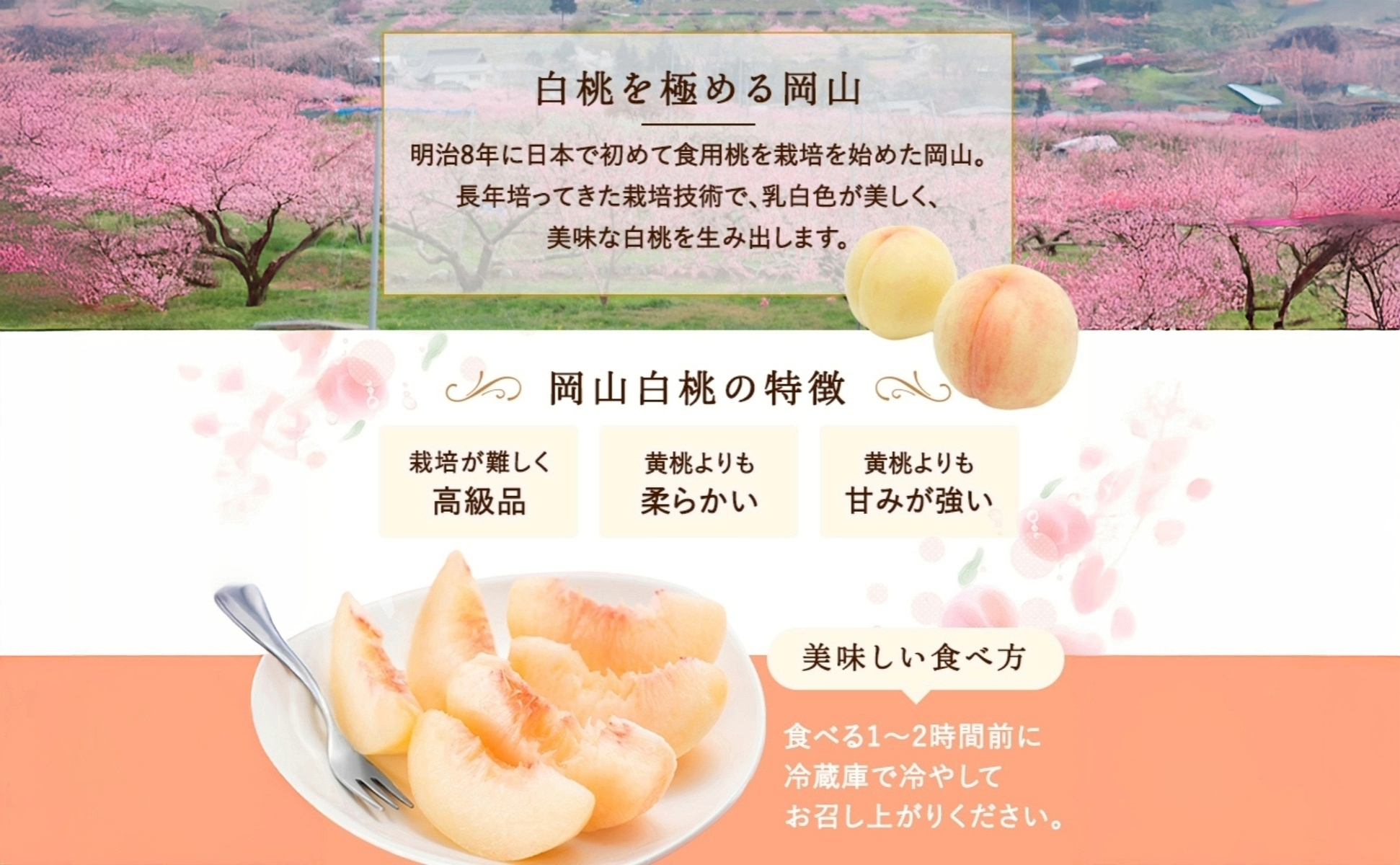 岡山白桃2玉（約500ｇ）＆シャインマスカット晴王1房（約500ｇ）化粧箱入