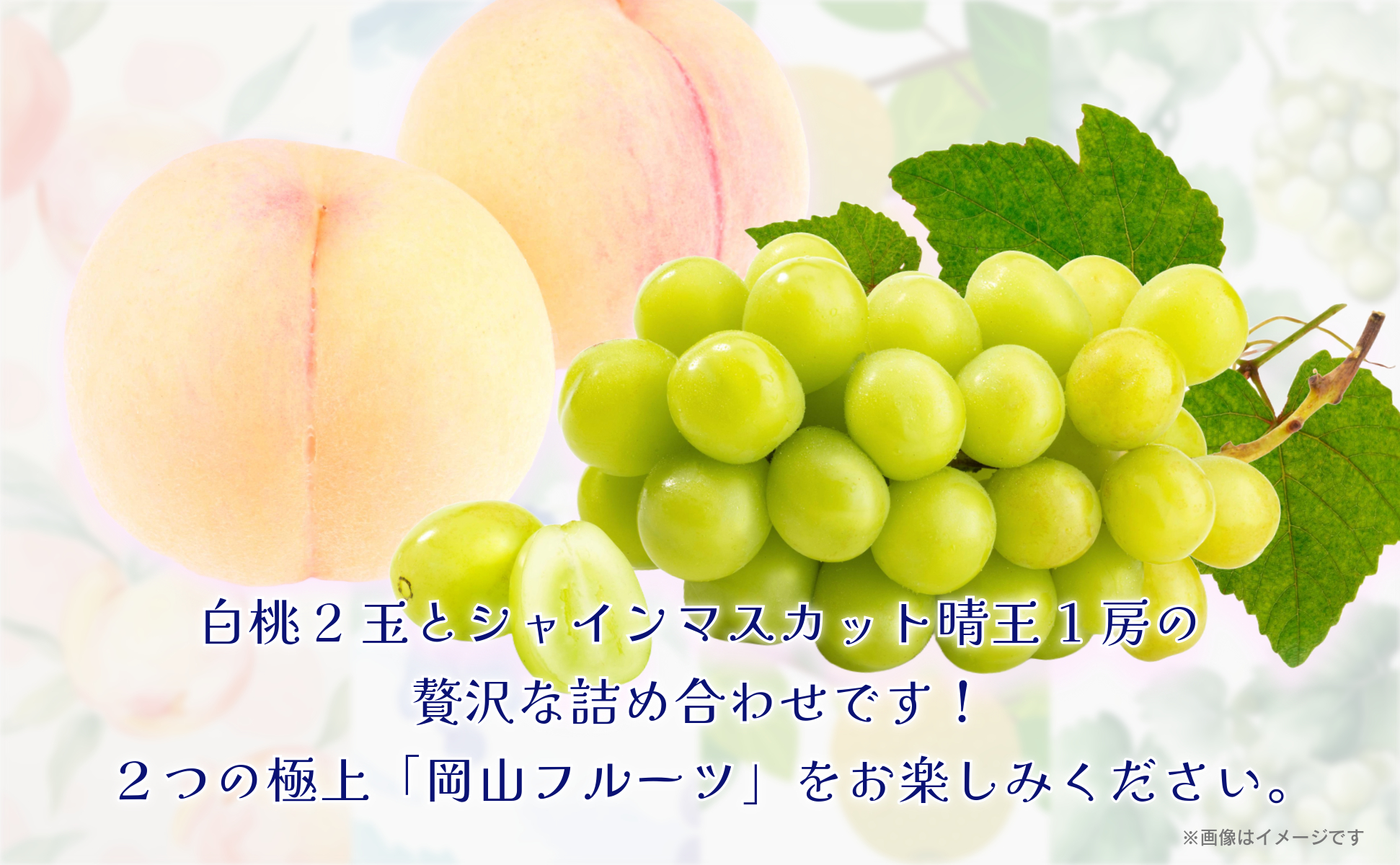 岡山白桃2玉（約500ｇ）＆シャインマスカット晴王1房（約500ｇ）化粧箱入