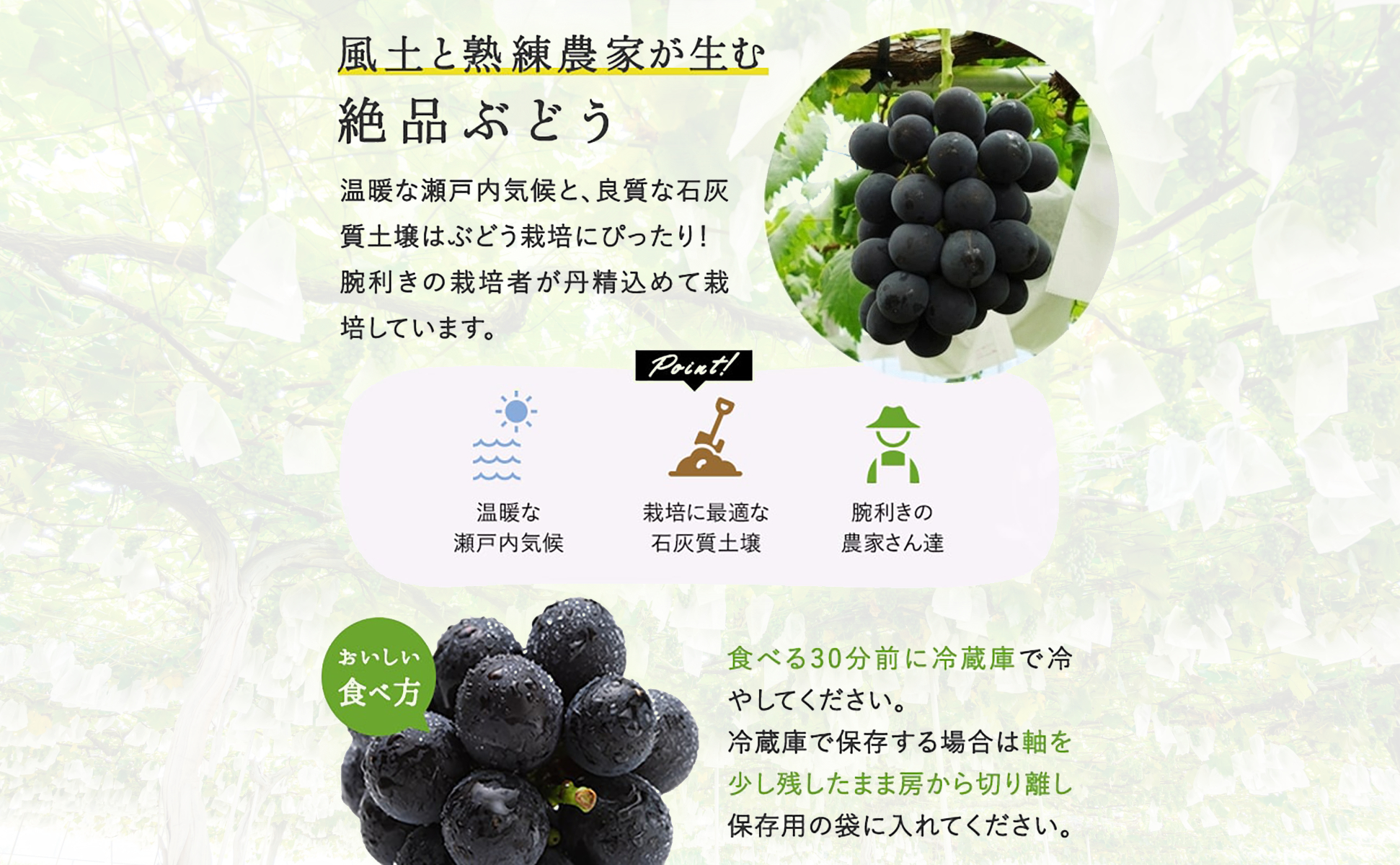 ぼっけえ大粒ニューピオーネ1房（約800ｇ以上）化粧箱入