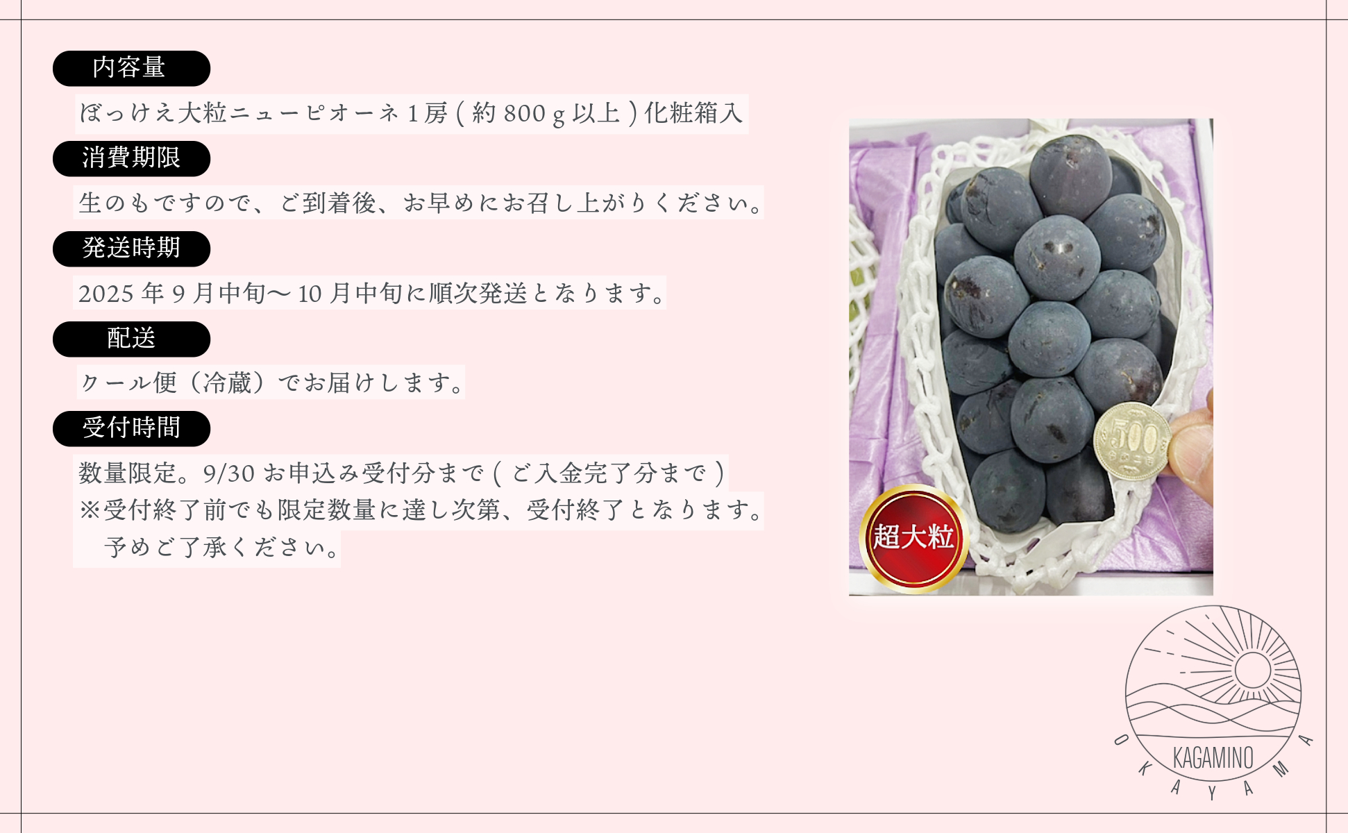 ぼっけえ大粒ニューピオーネ1房（約800ｇ以上）化粧箱入