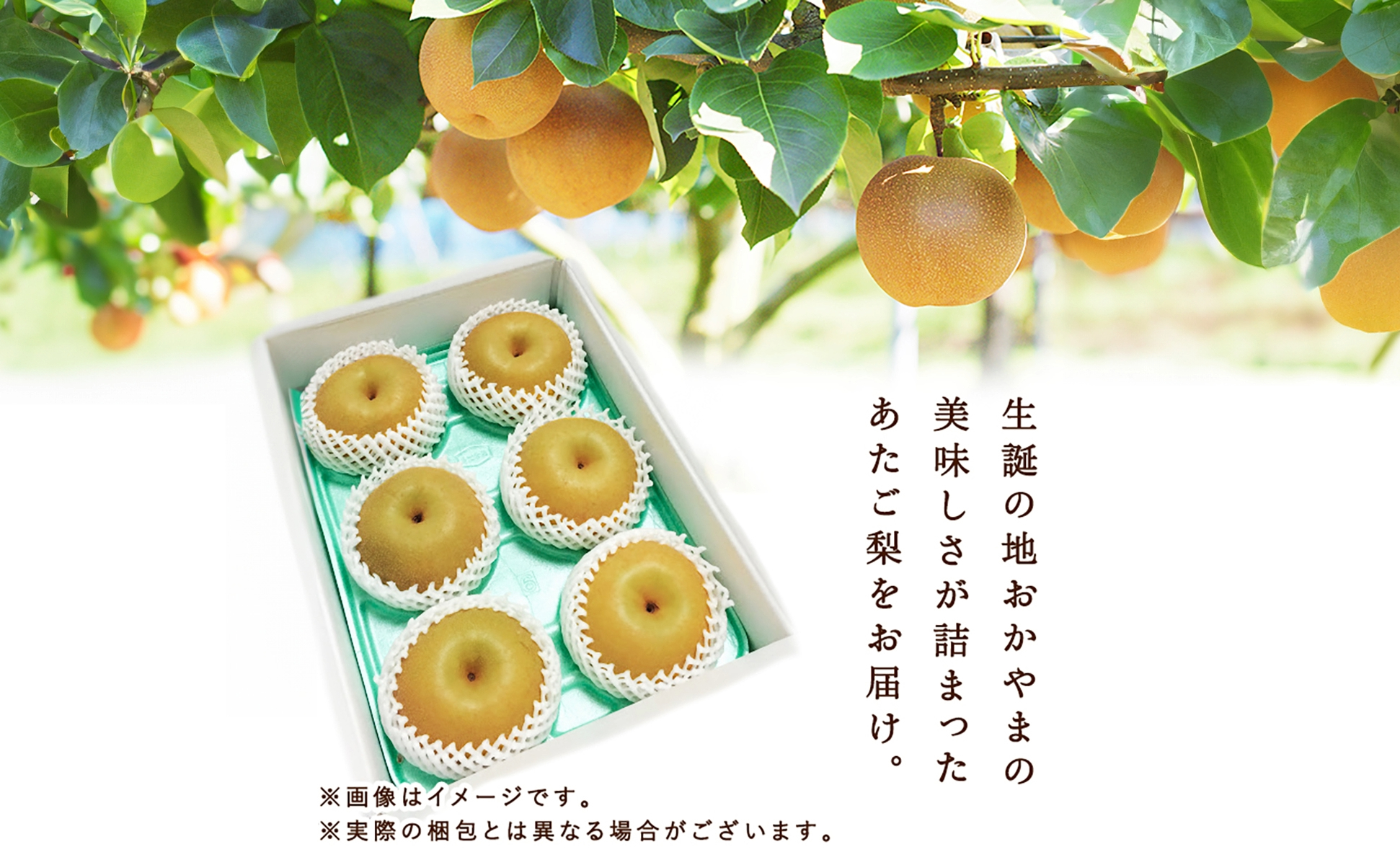 あたご梨2玉（1玉約650ｇ）化粧箱入