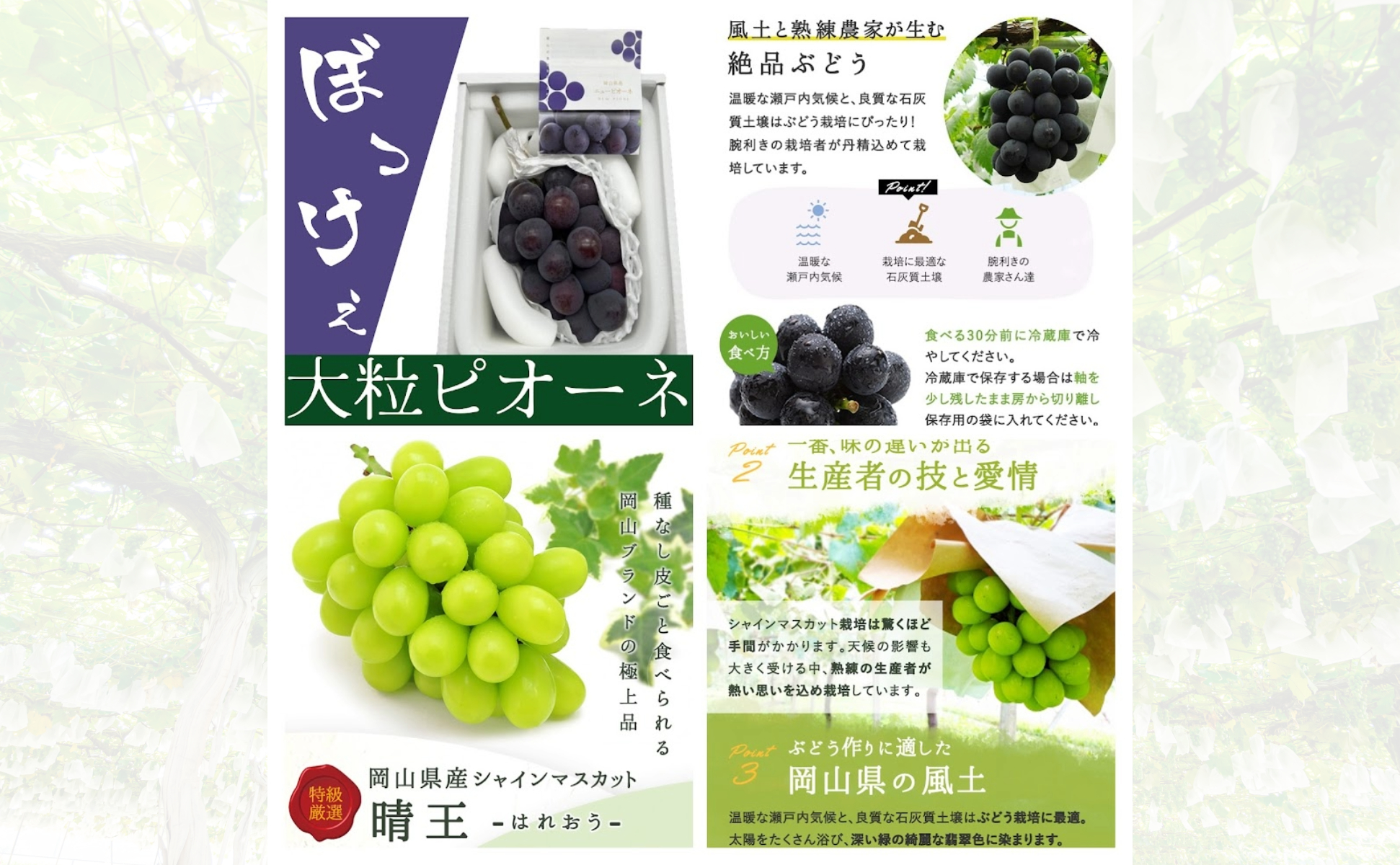 ＜定期便全3回＞シャインマスカット晴王1房800ｇ2回とぼっけぇピオーネ1房800ｇ1回の計3回コース