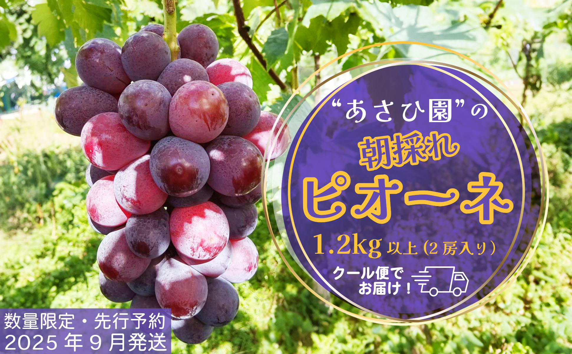 【2025年先行予約】［あさひ園］の朝採れピオーネ 1.2kg以上（2房入り）