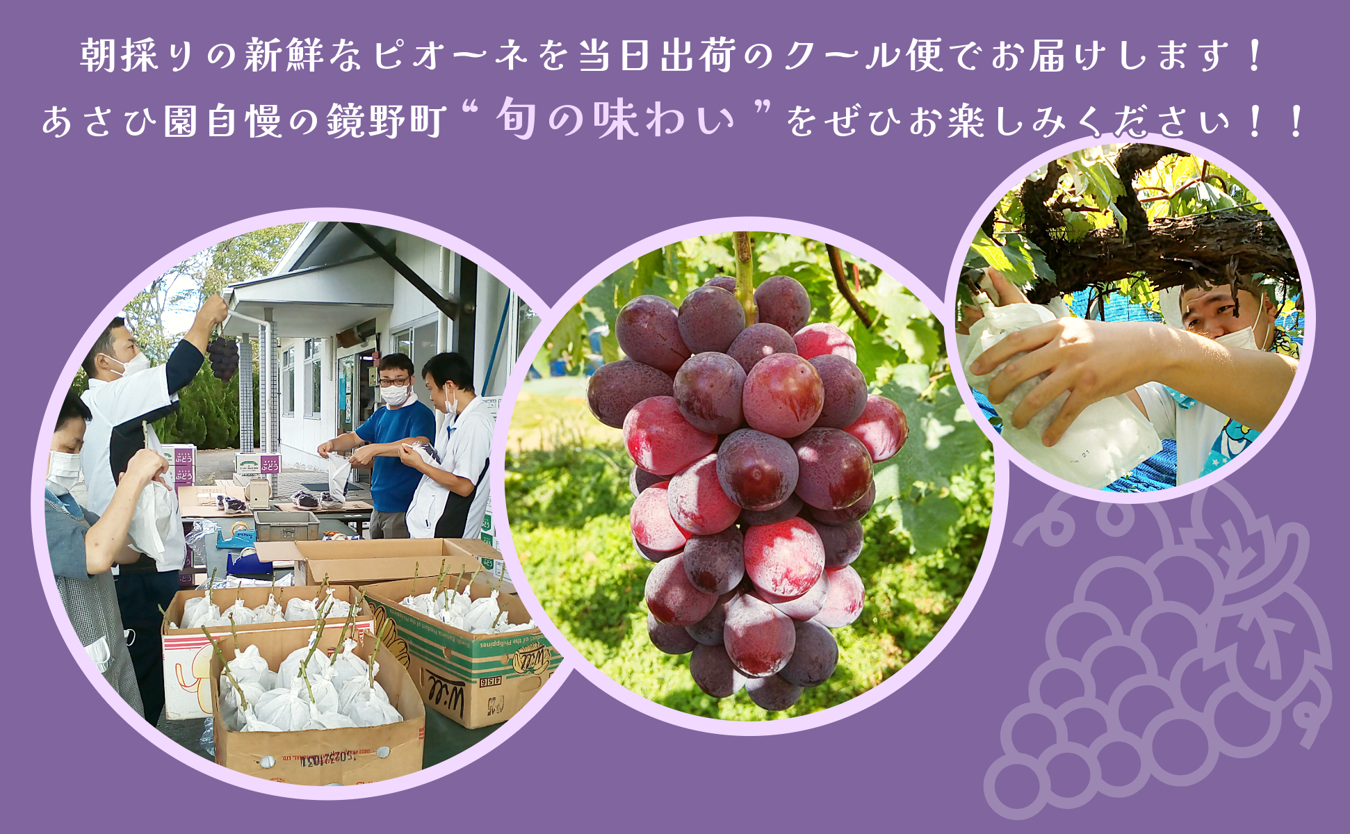 【2025年先行予約】［あさひ園］の朝採れピオーネ 1.2kg以上（2房入り）