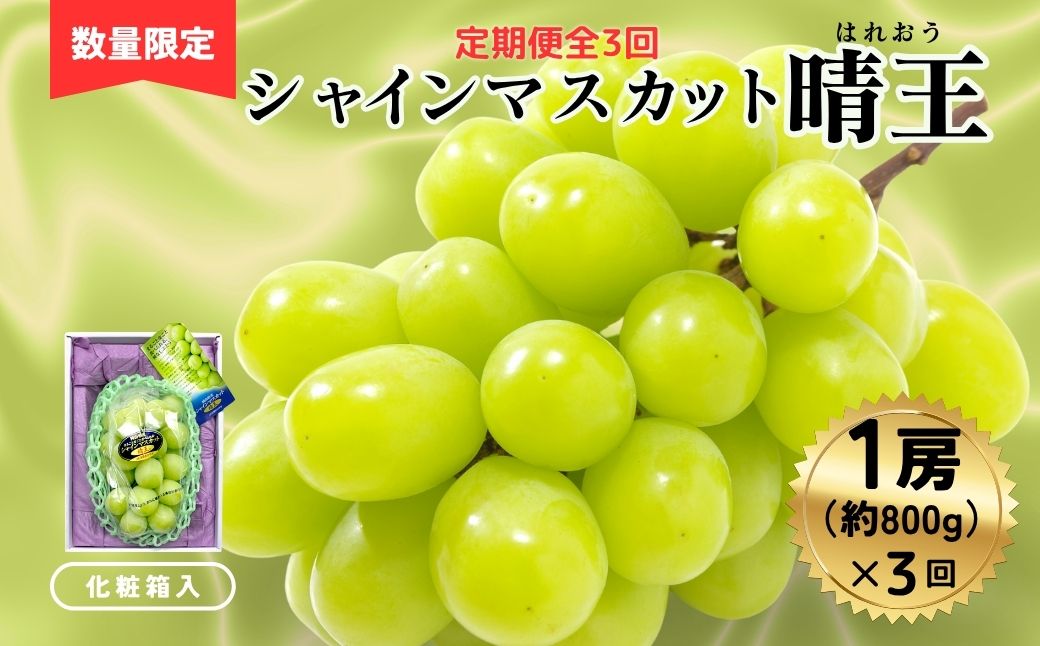 ＜定期便全3回＞シャインマスカット晴王1房800ｇ化粧箱入　3回コース