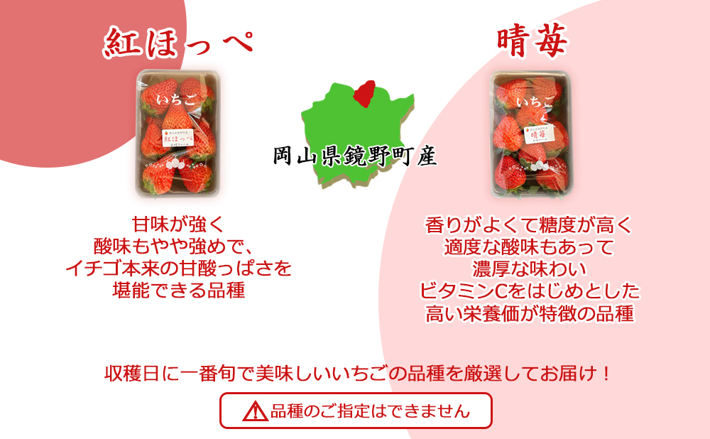 鏡野町産 朝採れ！旬の完熟いちご 300ｇ×2パック【2026年1月～3月発送】