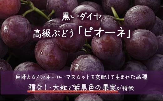 【期間限定】鏡野町産 ピオーネ 2kg（3～4房）