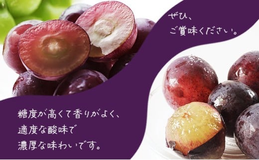 【期間限定】鏡野町産 ピオーネ 2kg（3～4房）