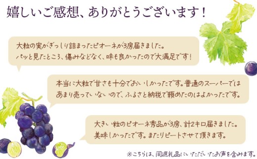 【期間限定】鏡野町産 ピオーネ 2kg（3～4房）