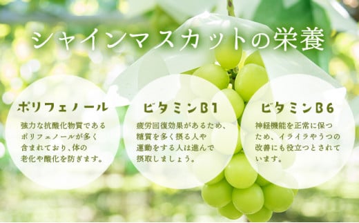【期間限定】鏡野町産 シャインマスカット 2kg（2～4房）