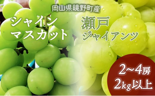 【期間限定】鏡野町産 シャインマスカット＆瀬戸ジャイアンツセット 2kg（2～4房）