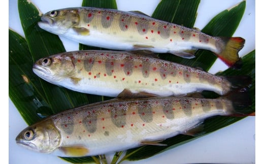 ひらめまるごとセット（あまごの塩焼き・甘露煮　計10尾）