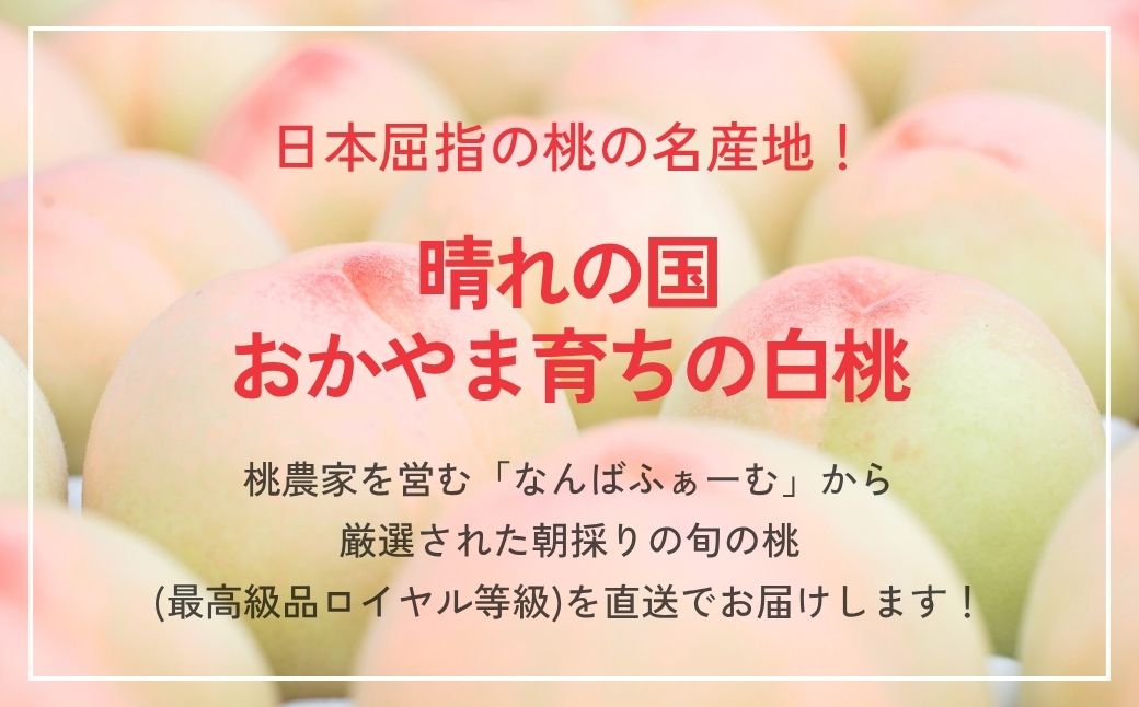 【2026年先行予約】［なんばふぁーむ］岡山県産 旬の桃 3.0kg（9～13玉）[ギフト用]