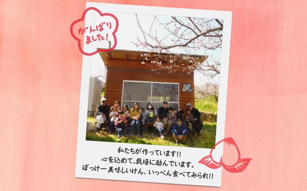 【2026年先行予約】［なんばふぁーむ］岡山県産 黄金桃 4.0kg（11～14玉）［ご家庭用］