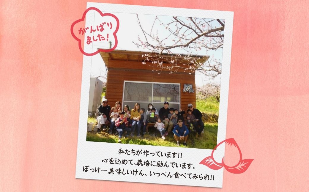 【2026年先行予約】［なんばふぁーむ］岡山県産 黄金桃 1.5kg（4～6玉）[ギフト用]