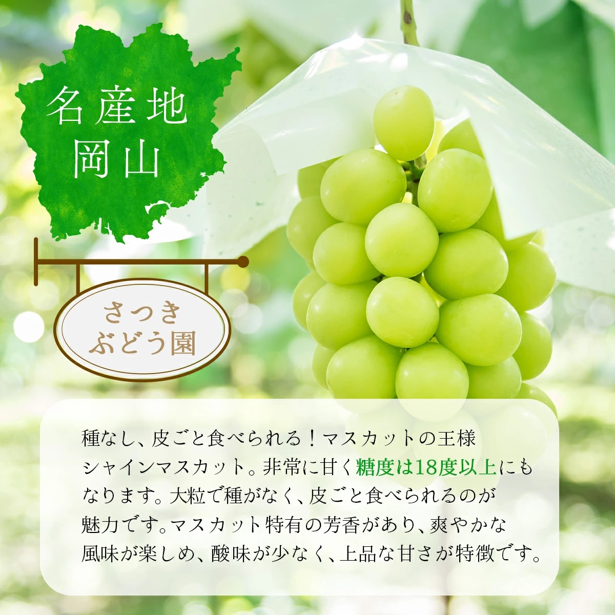 【2026年発送分 先行予約】岡山県産 シャインマスカット 1.5kg以上（3～4房）