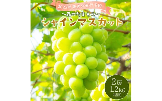 2025年発送分 先行予約＜～森のたまもの～＞朝採り直送！シャインマスカット 2房 1.2kg前後