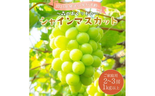 2025年発送分 先行予約＜～森のおくりもの～＞朝採り直送！シャインマスカット 1kg以上2～3房（ご家庭用）