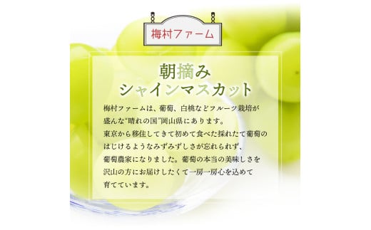 ＜2025年発送分 先行予約＞梅村ファーム 朝摘み直送 シャインマスカット（3房～5房 約2kg）