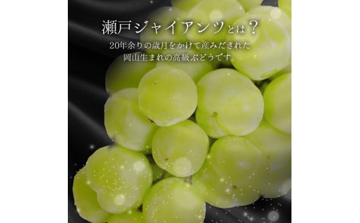 ＜2025年発送分 先行予約＞梅村ファーム 朝摘み直送 瀬戸ジャイアンツ（3房～5房入り 約2kg）