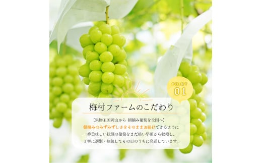 ＜2025年発送分 先行予約＞梅村ファーム 朝摘み直送 瀬戸ジャイアンツ（3房～5房入り 約2kg）