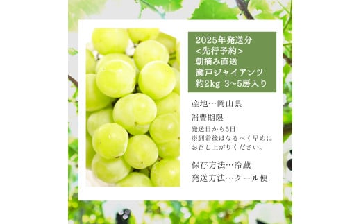 ＜2025年発送分 先行予約＞梅村ファーム 朝摘み直送 瀬戸ジャイアンツ（3房～5房入り 約2kg）