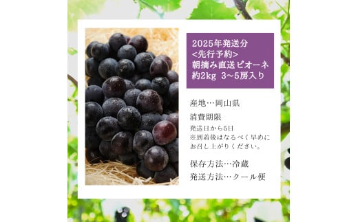 ＜2025年発送分 先行予約＞梅村ファーム 朝摘み直送 ピオーネ（3～5房入り 約2kg）